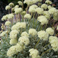 Eriogonum ovalifolium